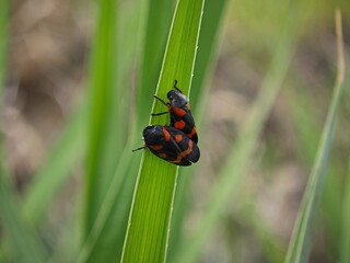 bug on a leaf