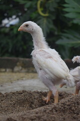 young, white chick with emerging feathers stands on a mound of sandy soil, looking to the side with a curious gaze, against a soft, green background.