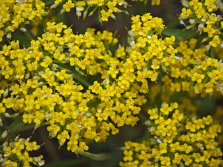 yellow flowers background