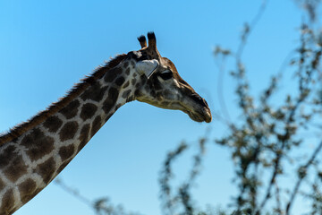 Namibia, Etosha National park, giraffa