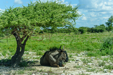Namibia, Etosha National Park, gnu