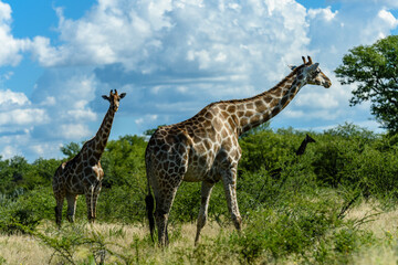 Namibia, Etosha National park, giraffa