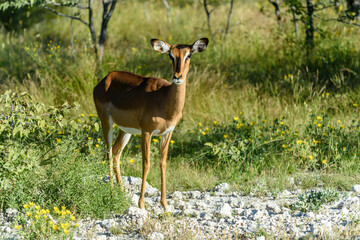 Namibia, Etosha National Park, black faced Impala