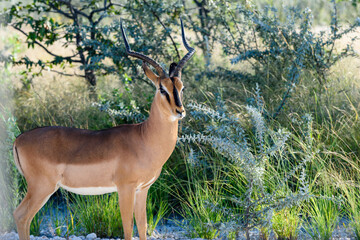 Namibia, Etosha National Park, black faced Impala