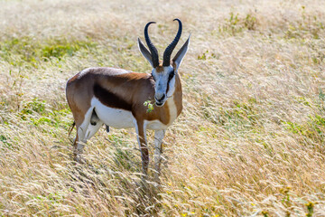 Namibia, Etosha National Park, springbok