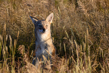 Namibia, Etosha National Park, sciacallo
