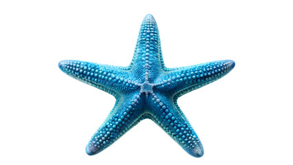 Blue Starfish Isolated on Transparent Background - Marine Wildlife Ocean Animal

