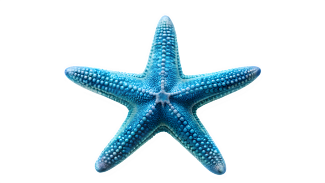Blue Starfish Isolated on Transparent Background - Marine Wildlife Ocean Animal

