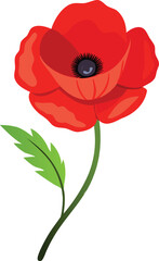 poppy red isolated on white background