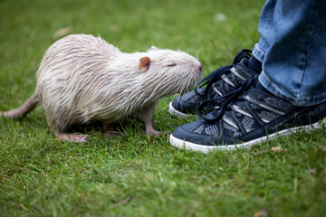 A rare white nutria or coypu (Myocastor coypus) sniffs at a man's shoes