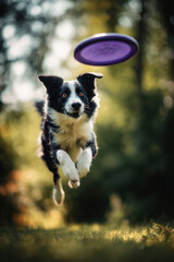 Friendly happy dog running at fast pace towards the camera in a city park on sunny autumn day. Puppy catching a frisbee. Playing with a dog outdoors.