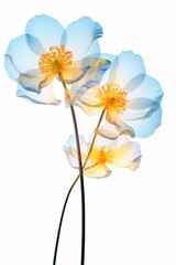 Obraz premium Buttercups flower blossom petal.
