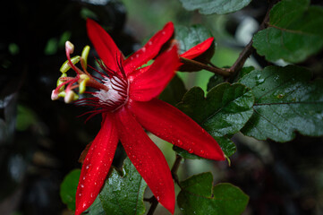 red flower in the garden
