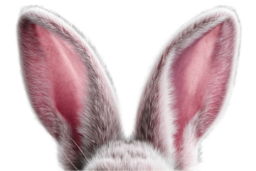 Close-up of a rabbit's large ears (2)