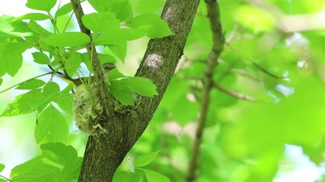 Une paruline flamboyante femelle fait son nid dans la branche d'un arbre.