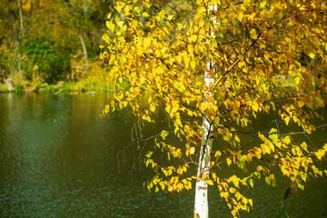 Close-up of the trunk of a young white birch tree in early autumn against the backdrop of a river.