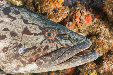 Mozambique, Inhambane, Tofo, Potato Cod, Grouper, Bass (Epinephelus tukula)
