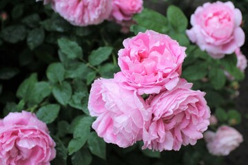 Beautiful pink roses blooming in the garden