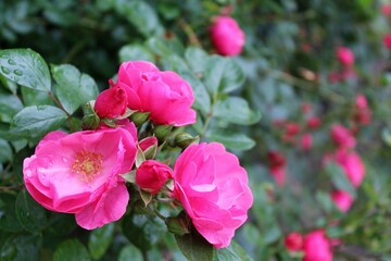 Beautiful pink roses blooming in the garden