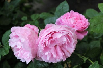 Beautiful pink roses blooming in the garden