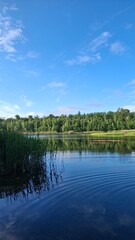 Tranquil lake scene with clear blue water, green reeds, and a lush forest under a bright sky. Perfect nature landscape for relaxation, travel, or outdoor themes.