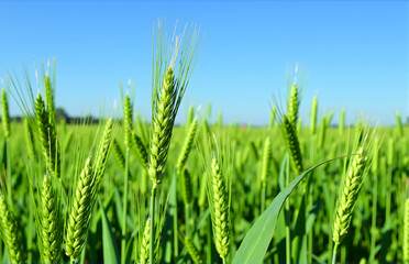 Obraz premium Close - up of Green Wheat Ears in the Field