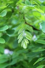green leaves background, green fresh acacia leaves close-up