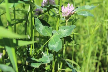 Obraz premium water drops on a flower, Wildflowers and fresh green grass on a field in summer