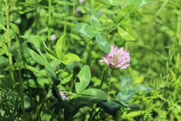 Wildflowers and fresh green grass on a field in summer