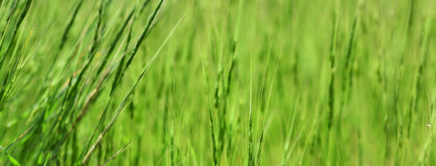 green grass in the wind