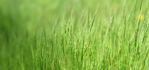 green grass in the wind