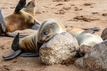Namibia, foche a Cape Cross, Henties Bay