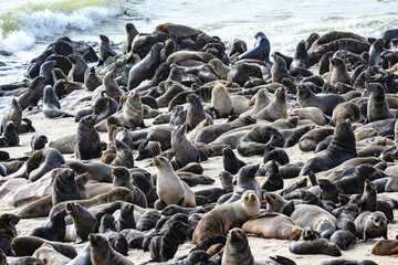 Namibia, foche a Cape Cross, Henties Bay