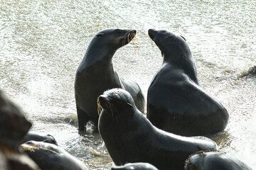 Namibia, foche a Cape Cross, Henties Bay