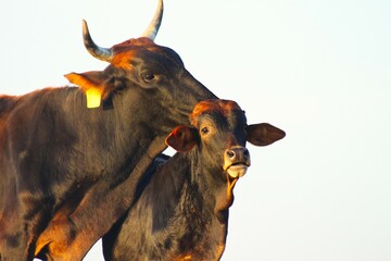 Brown cow with calf