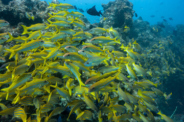 Mozambique, Inhambane, Tofo, Yellowfin goatfish (Mulloidichthys vanicolensis)