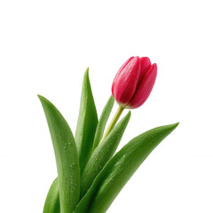 A vibrant red tulip with lush green leaves, isolated on a white background, capturing the beauty of spring and nature's elegance.