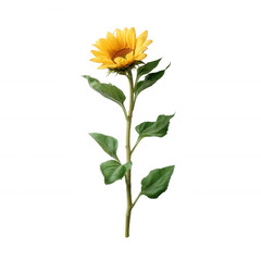 Fototapeta premium A vibrant sunflower against a white isolated background, showcasing its bright yellow petals and lush green leaves, perfect for nature-themed designs and floral arrangements.