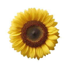 A vibrant sunflower with bright yellow petals and a textured brown center, isolated on a white background, showcasing nature's beauty and elegance.
