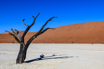 Namibia, dune del deserto e acacie, Deadvlei