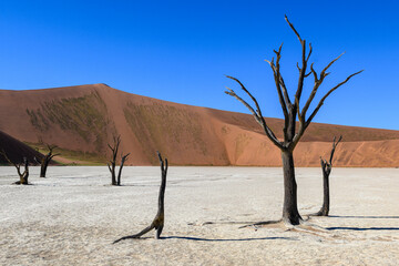 Namibia, dune del deserto e acacie, Deadvlei