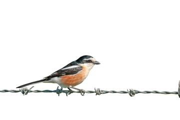 A small bird perched on barbed wire. Masked Shrike, Lanius nubicus. Isolated on transparent...