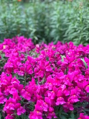 Fototapeta premium Snapdragon Antirrhinum