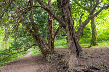 Naklejka premium Ancient Twisted Yew Trees in Roslin Glen, East Lothian, Scotland — Gnarled Trunks and Winding Forest Path Surrounded by Vibrant Spring Foliage in Peaceful Woodland Sanctuary