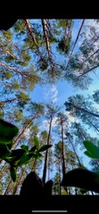 Tall trees reaching towards the blue sky under bright sunlight in a serene forest setting
