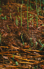 Spotted salamander crawling through forest floor with dry fern leaves