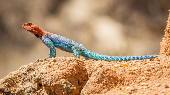 Wild animals living in acceptable freedom.