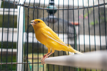 yellow canary bird in a cage