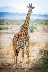 Wild animals living in acceptable freedom.