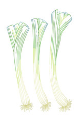 Hand Drawn Leek Vector Illustration